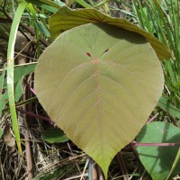 Macaranga indica Wight